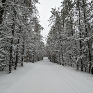 A ski trail through snow-covered pines